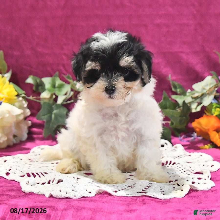 Maltipoo dogs Nora - Ad 1