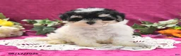 Maltipoo dogs for sale: Nora - Ad 1