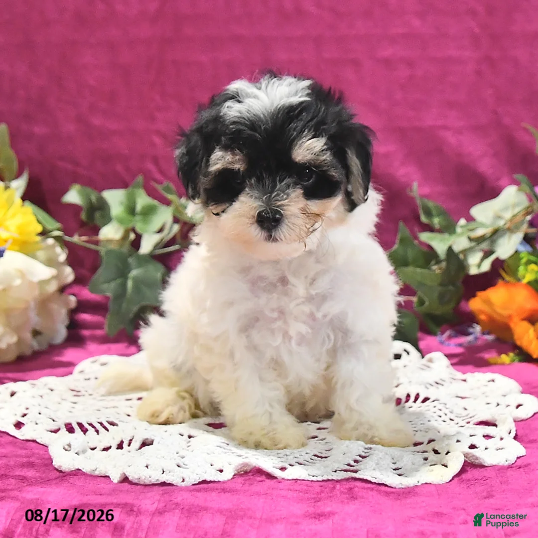 Maltipoo dogs for sale: Nora - Ad 1
