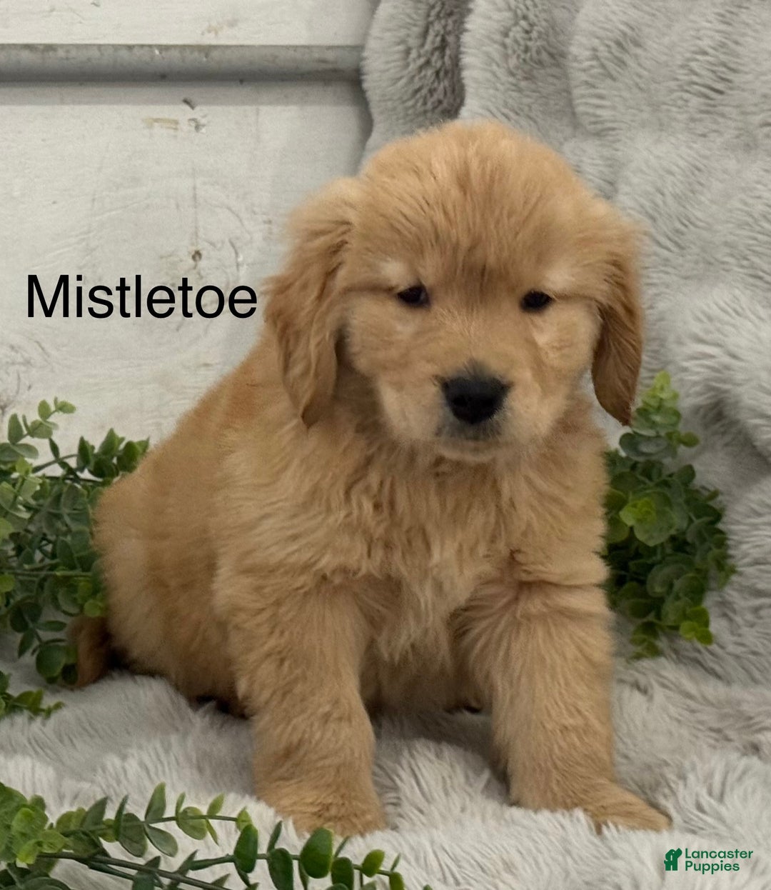 Golden Retriever dogs for sale: Snow Ball - Ad 9