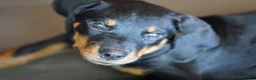 Rottweiler dogs for sale: Vermithor - Ad 13