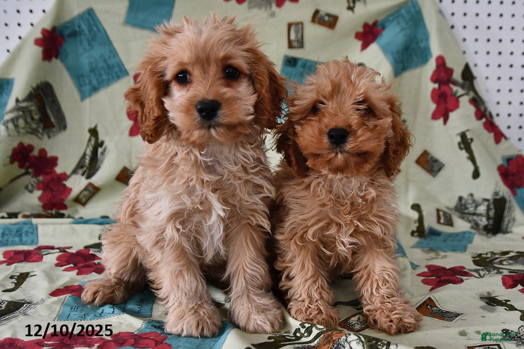 Cockapoo dogs for sale: Caramel  - Ad 5