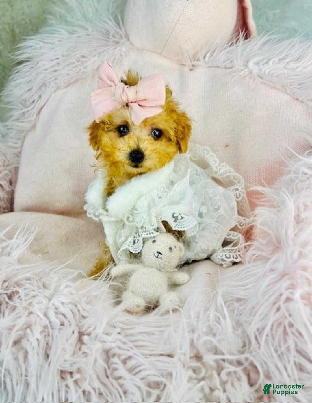 Toy Poodle dogs for sale: Toy Poodle Puppy 2 - Ad 2