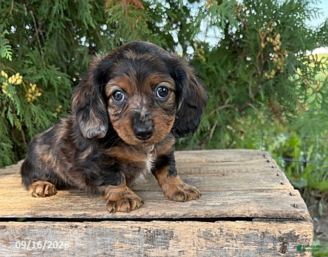 Miniature Dachshund dogs Dixie - Ad 1