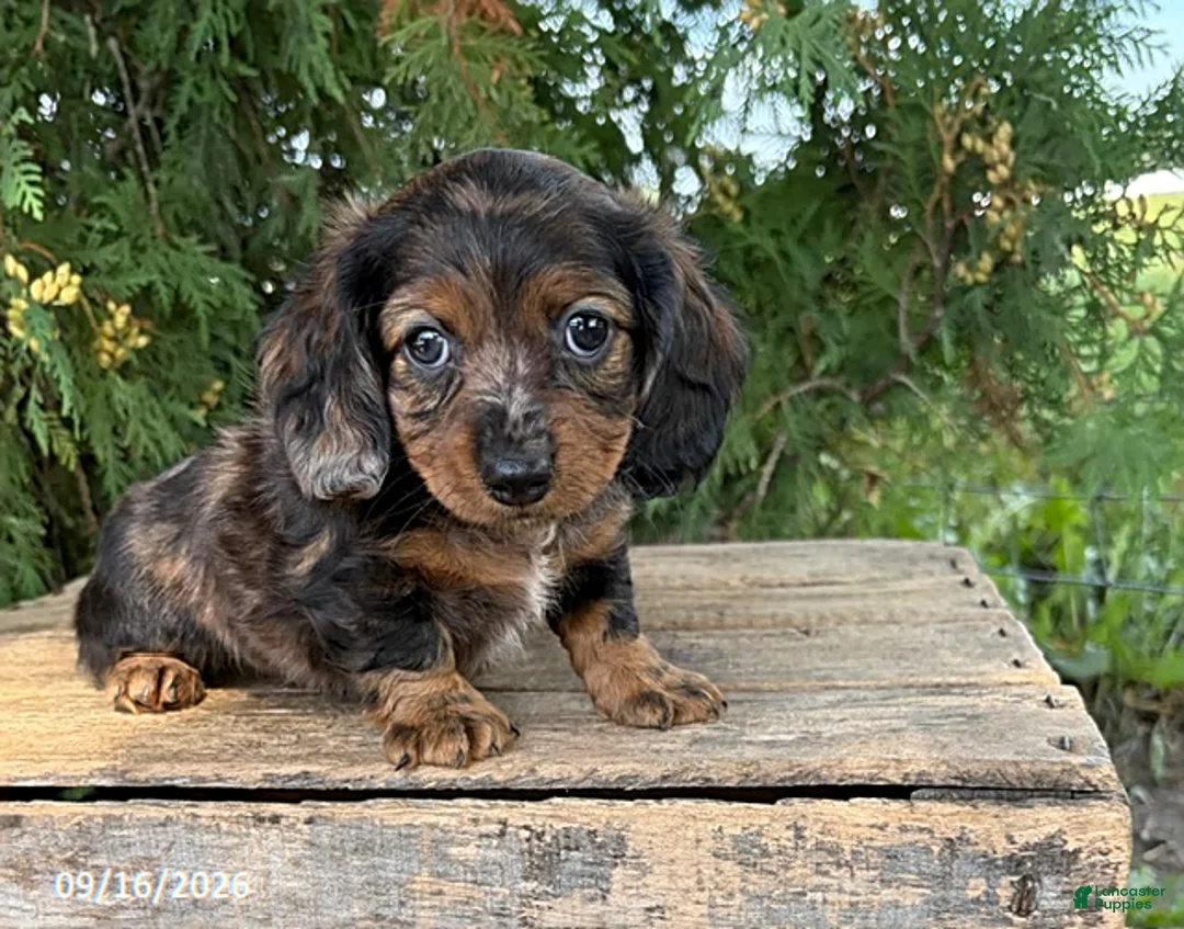 Miniature Dachshund dogs for sale: Dixie - Ad 1
