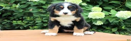 Bernese Mountain Dog dogs for sale: Ronda - Ad 1