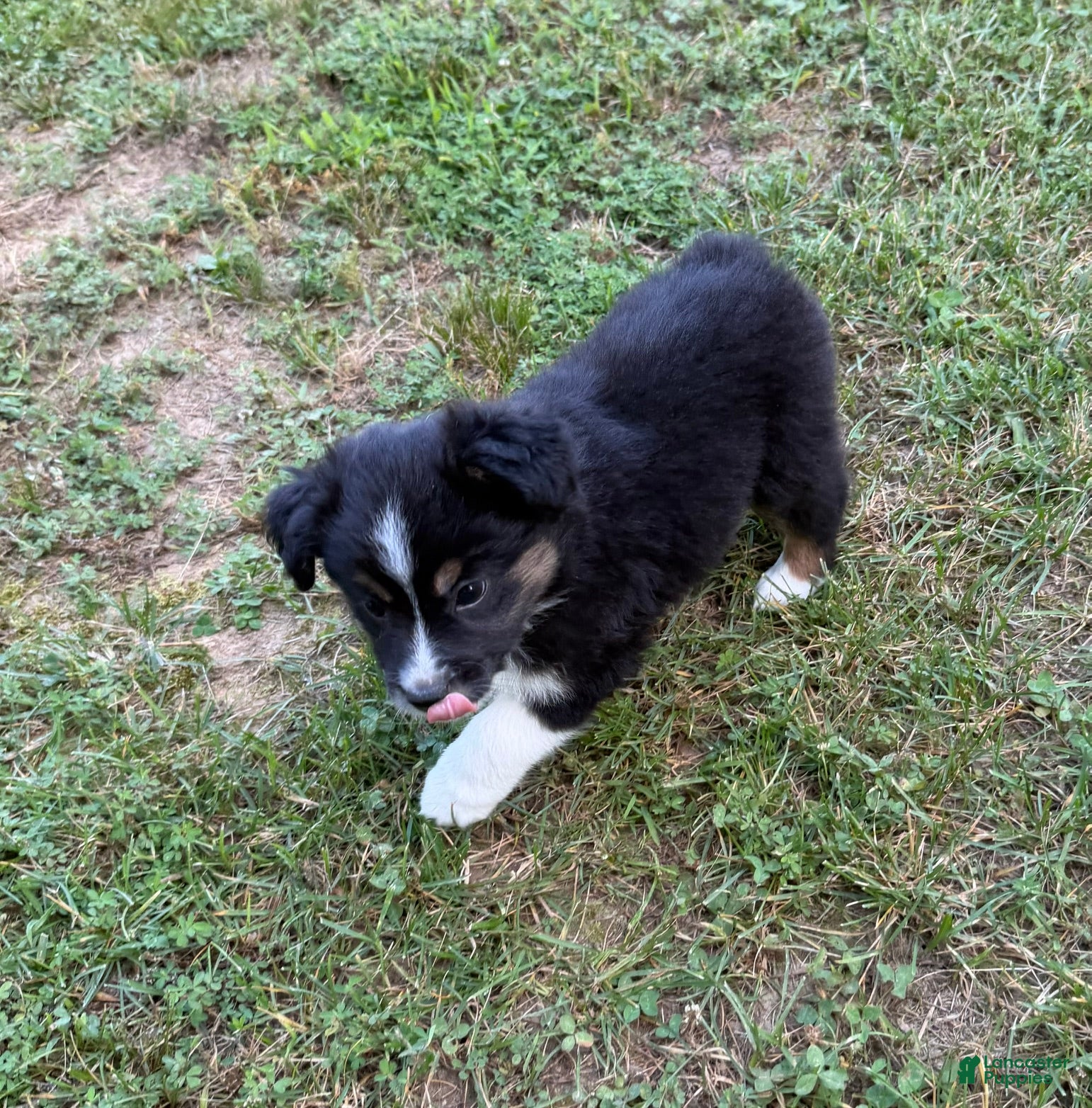 Australian Shepherd dogs Australian Shepherd Melina - Ad 2