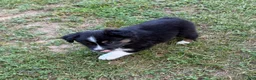 Australian Shepherd dogs for sale: Australian Shepherd Melina - Ad 2