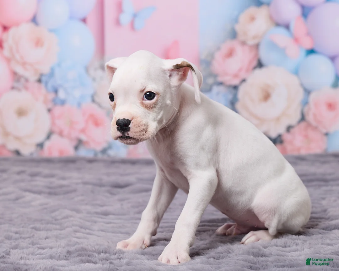 Boxer dogs for sale: Axel - Ad 2