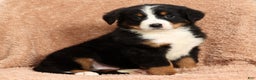 Bernese Mountain Dog dogs for sale: Ty - Ad 1