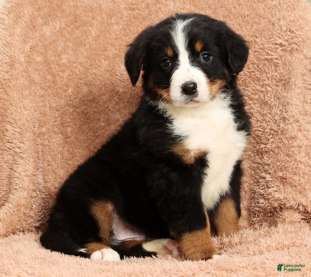 Bernese Mountain Dog dogs for sale: Ty - Ad 1