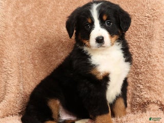 Bernese Mountain Dog dogs Ty - Ad 24