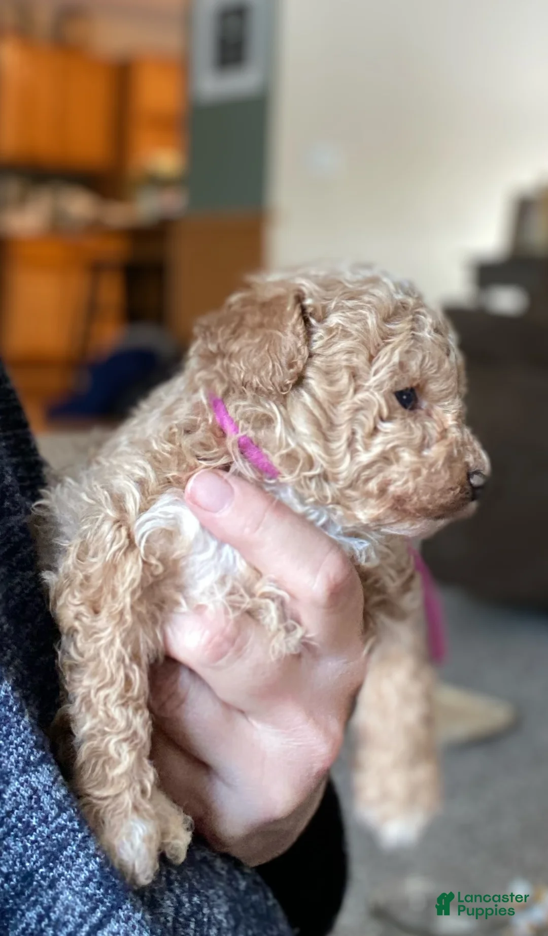 Toy Poodle dogs for sale: ♥️SWEET DOLLIE MAE♥️ - Ad 3