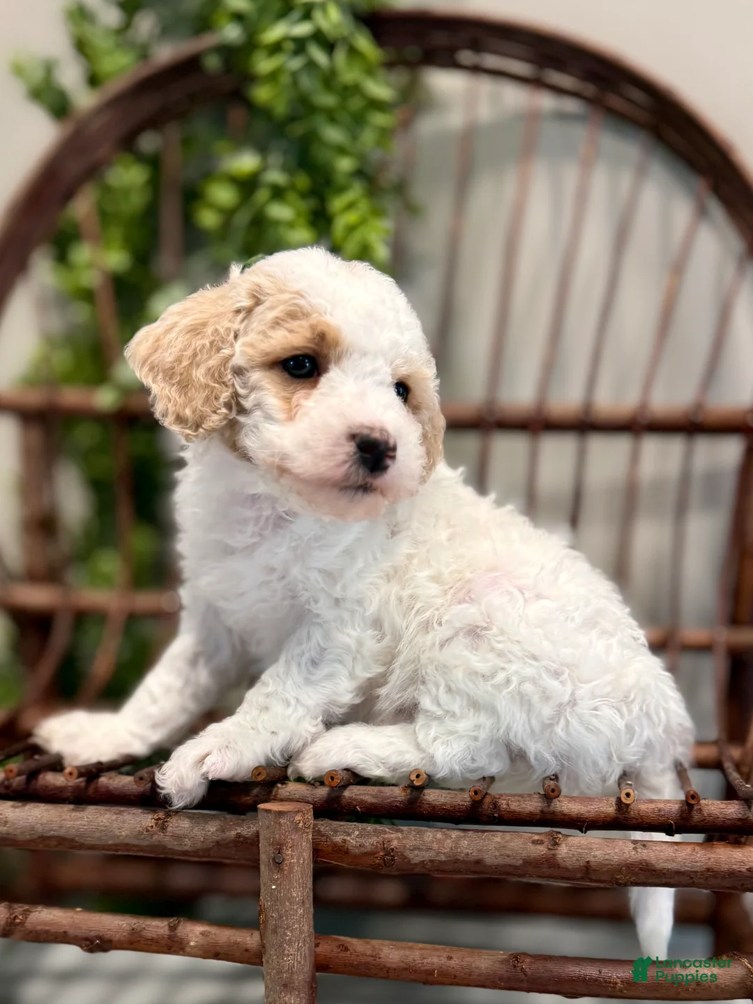 Mini Goldendoodle dogs for sale: Omar - Ad 3