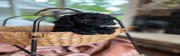 Cavapoo dogs for sale: Anchor - Ad 3