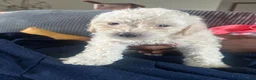Mixed Breed dogs for sale: Mixed Breed 4 - Ad 7