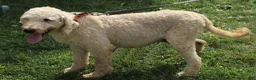 Goldendoodle dogs for sale: Liam - Ad 6