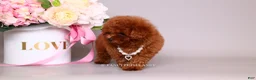 Toy Poodle dogs for sale: HÉLÈNE TINY RED TEACUP TOY POODLE GIRL - Ad 7