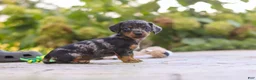Mixed Breed dogs for sale: Ace - Ad 4