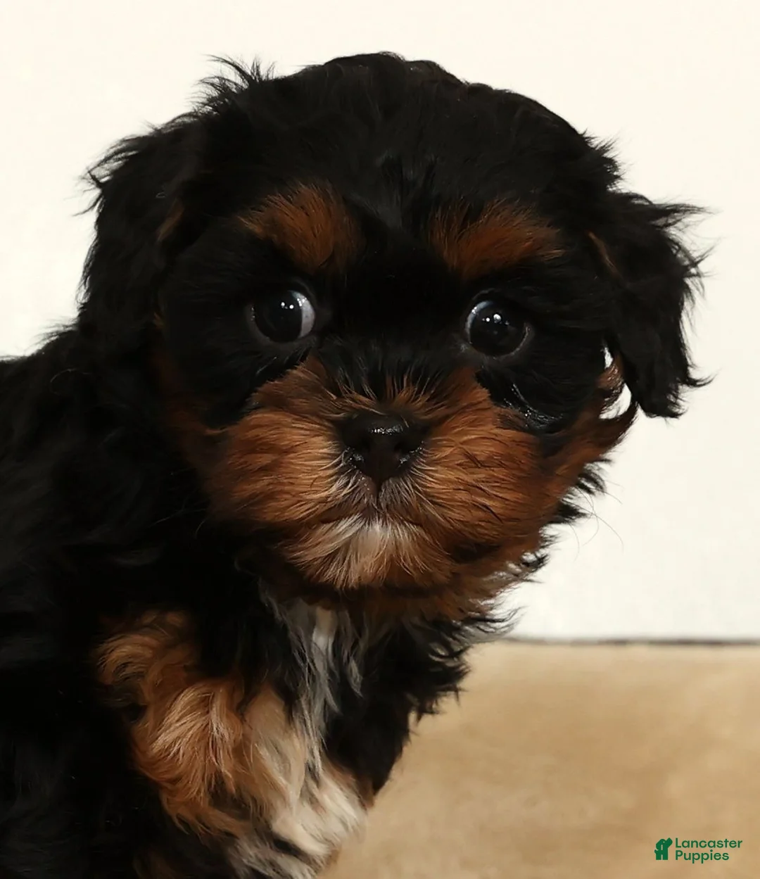 Shihpoo dogs for sale: Maddie - Ad 9
