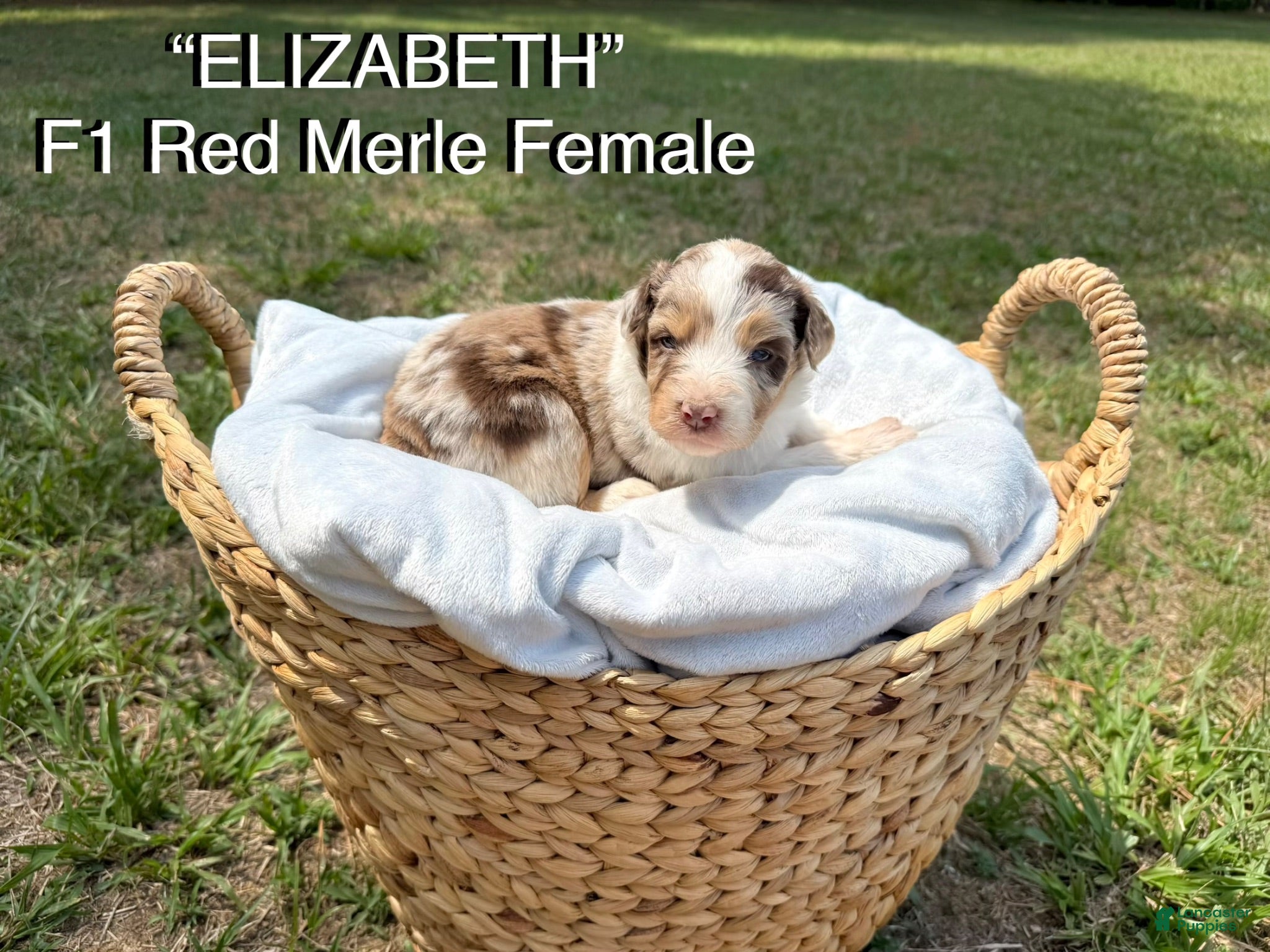 Aussiedoodle dogs Elizabeth - Ad 1