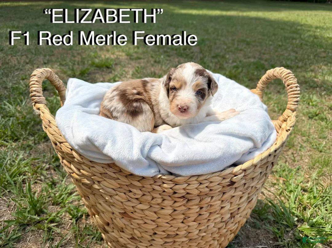 Aussiedoodle dogs for sale: Elizabeth - Ad 1