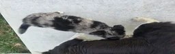 Border Collie dogs for sale: Blue - Ad 14