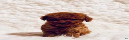 Toy Poodle dogs for sale: Peewee dark red - Ad 3