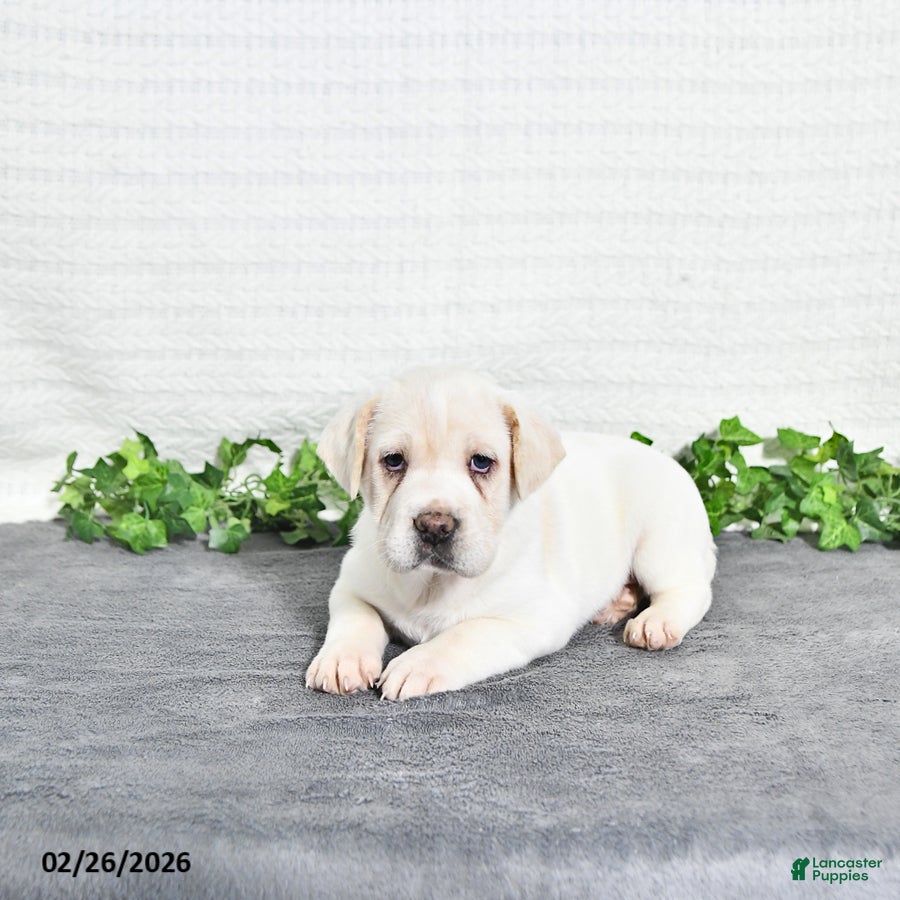 Mini Hippo dogs Betty   - Ad 2