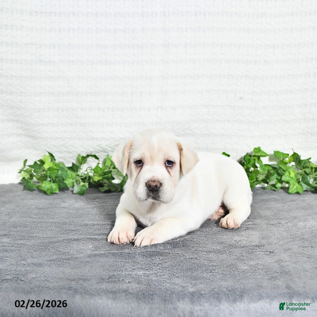 Mini Hippo dogs for sale: Betty   - Ad 2