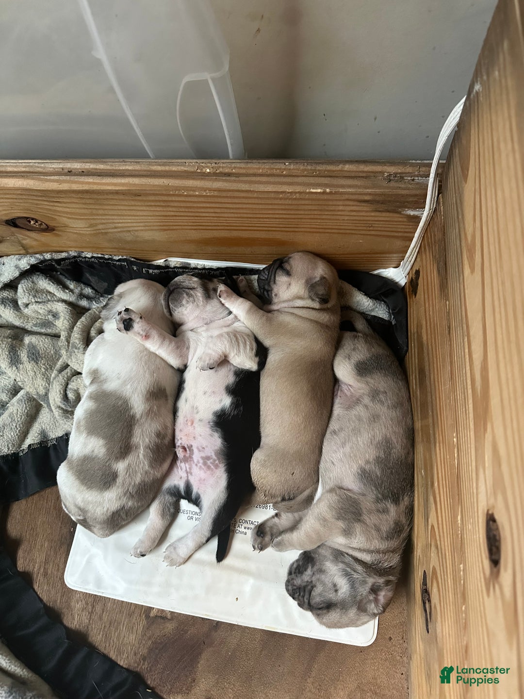 Pug dogs for sale: Fallon - Ad 6