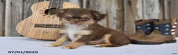 Chihuahua dogs for sale: Sprout - Ad 3