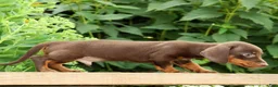 Miniature Dachshund dogs for sale: Jace - Ad 9