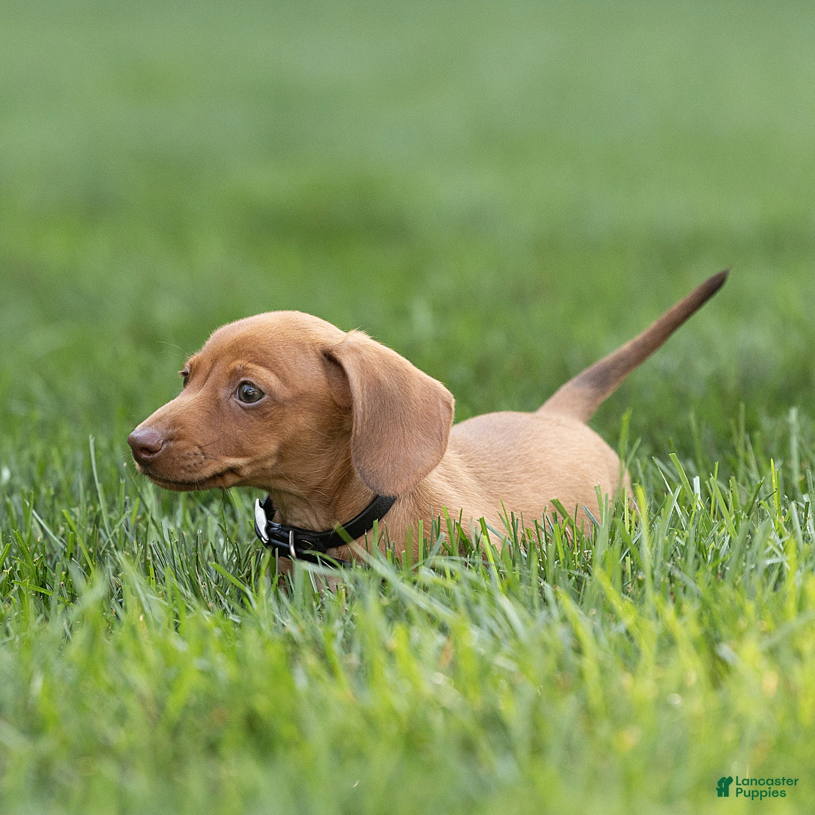 Miniature Dachshund dogs Peanut Miniature Dachshund  - Ad 2