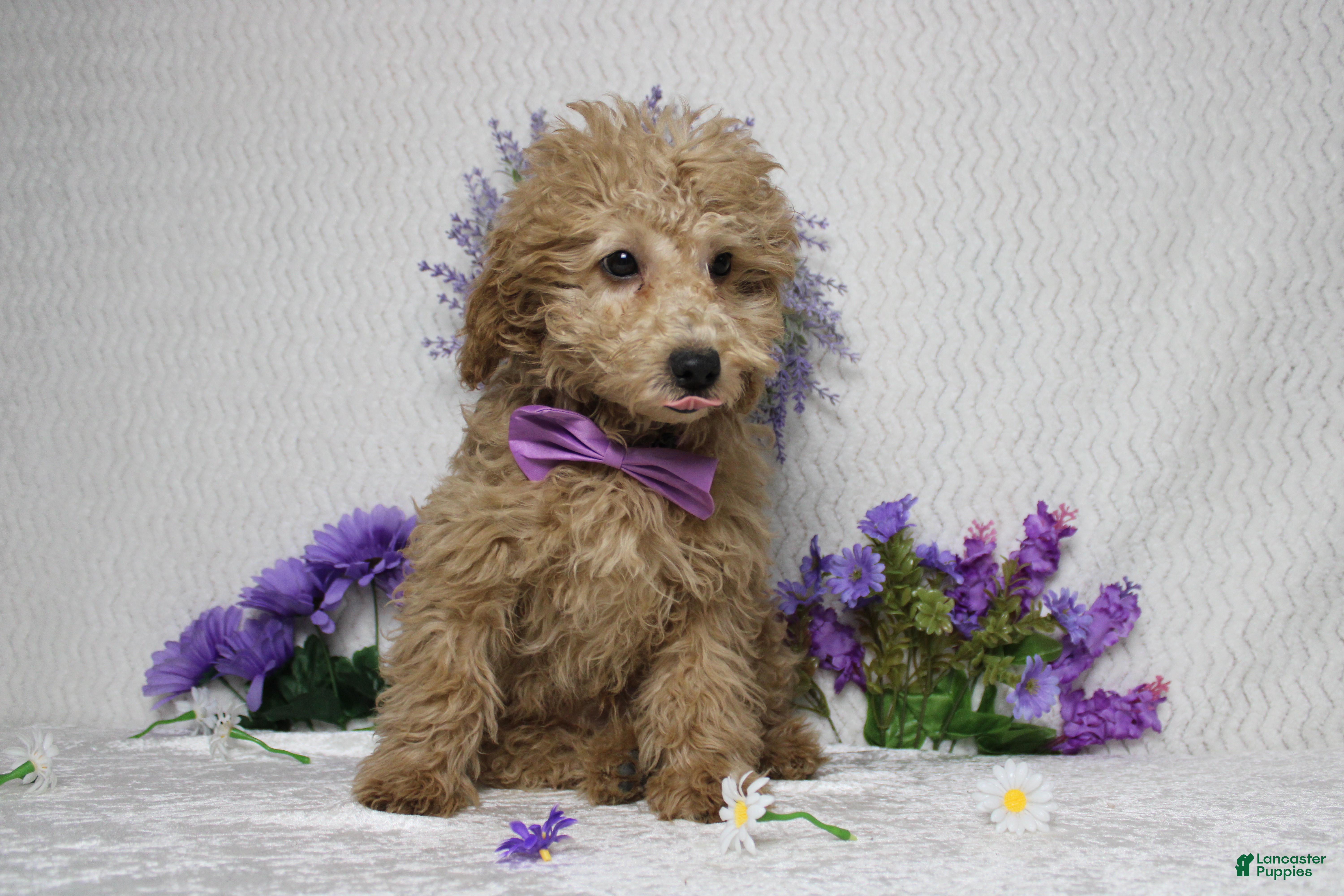 Toy Poodle dogs Buckeye - Ad 35