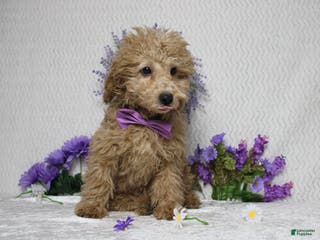 Toy Poodle dogs Buckeye - Ad 21