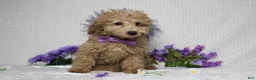 Toy Poodle dogs for sale: Buckeye - Ad 1