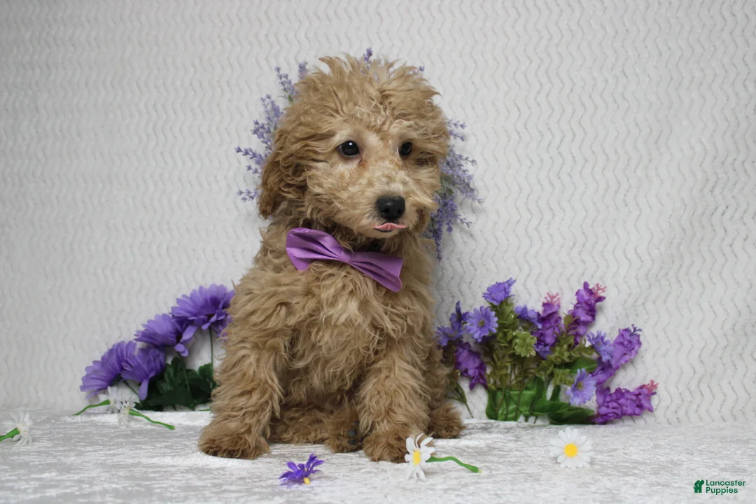 Toy Poodle dogs for sale: Buckeye - Ad 1