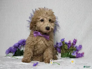 Toy Poodle dogs Buckeye - Ad 37