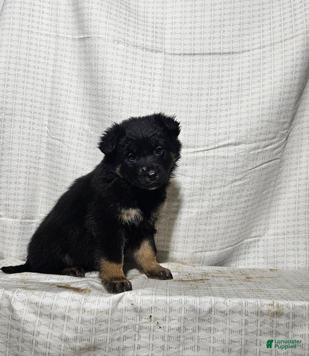 Mixed Breed dogs for sale: Holly - Ad 4