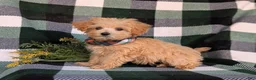 Maltipoo dogs for sale: Clifton 8 lbs Full Grown - Ad 5