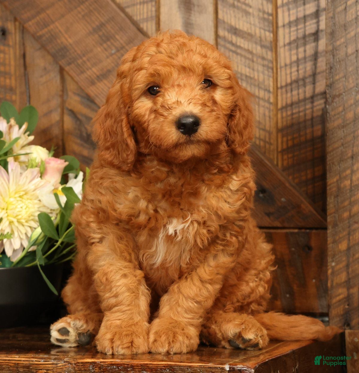 Mini Goldendoodle dogs Dallas - Ad 1