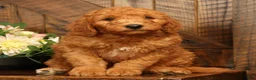 Mini Goldendoodle dogs for sale: Dallas - Ad 1