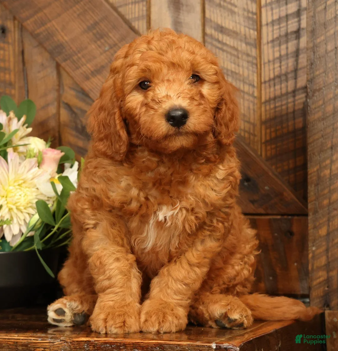 Mini Goldendoodle dogs for sale: Dallas - Ad 1