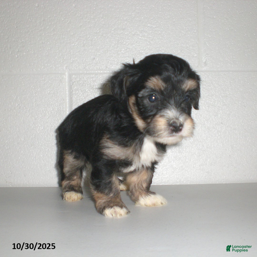 Yorkiepoo dogs for sale: Tina - Ad 14