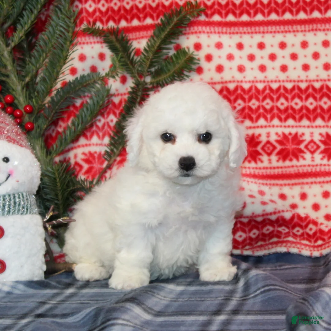 Bichon Frise dogs for sale: Joy - Ad 3