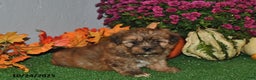 Shorkie dogs for sale: Snuggles   - Ad 2