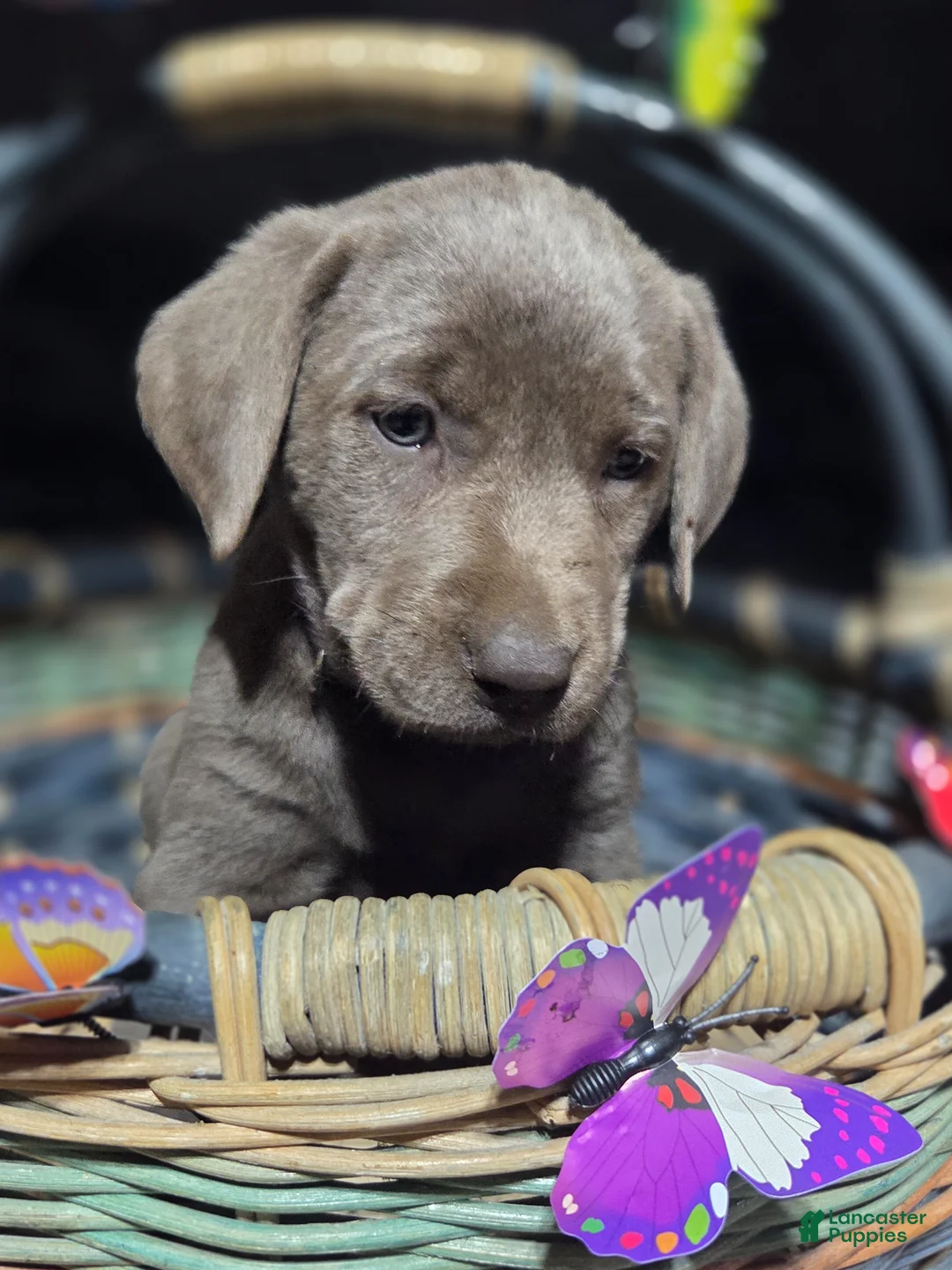 Labrador Retriever dogs for sale: Dark purple  collar  - Ad 1