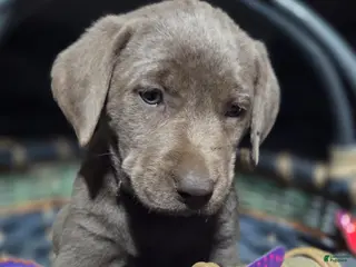 Labrador Retriever dogs Dark purple collar - Ad 2