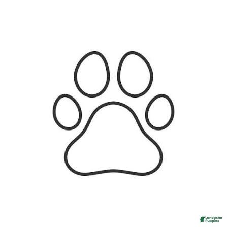 Standard Poodle dogs Standard Poodle 5 - Ad 16
